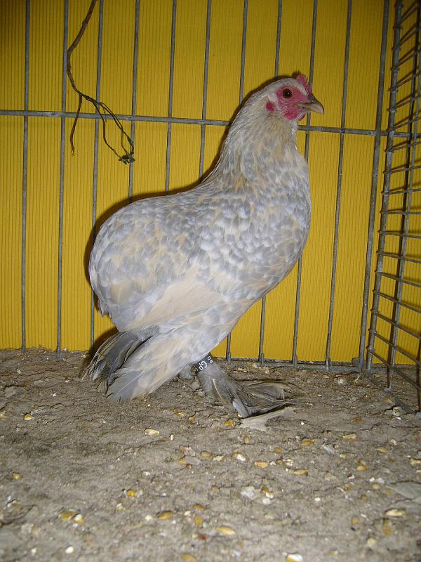 Hannover 2008 069.jpg - Ruhlaender Zwerg Kaulhühner isabell-porzelanfarbig von Harry Grimschitz Preis HV 96 LVP